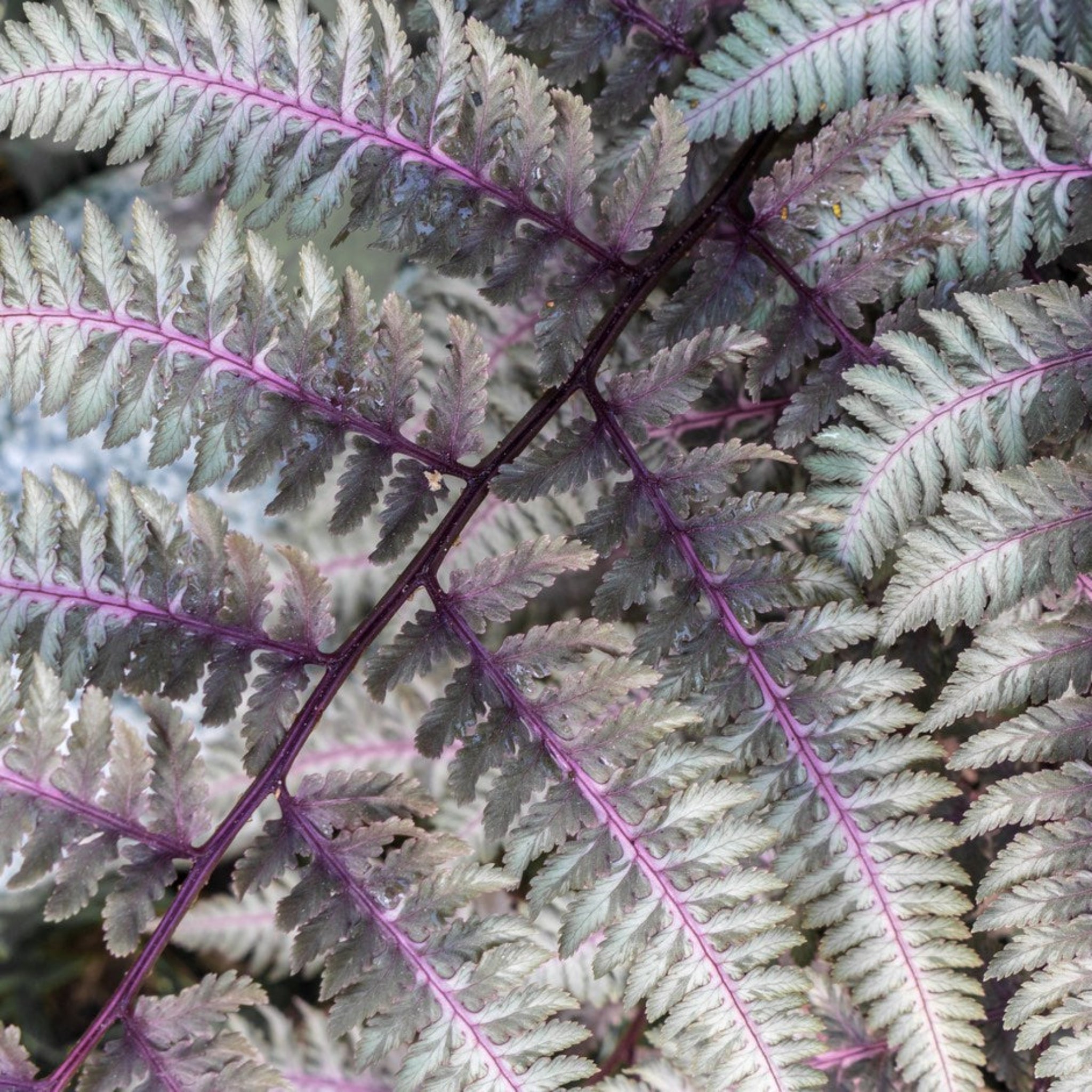 Japanese Painted Fern