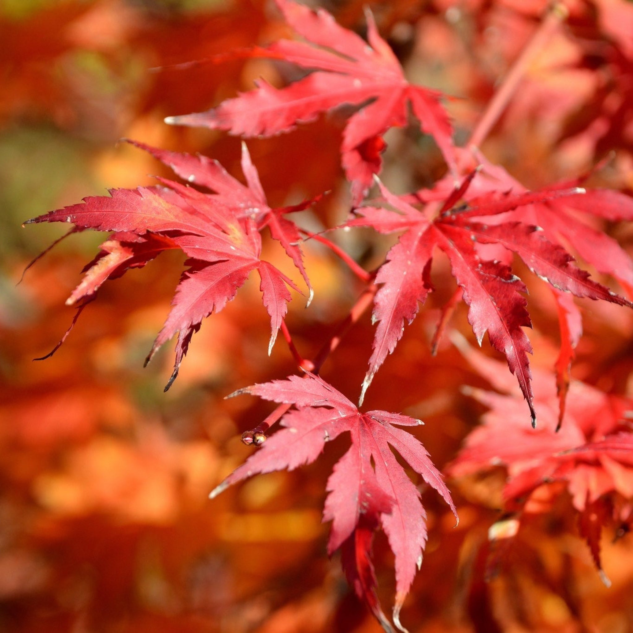 Emperor Japanese Maple